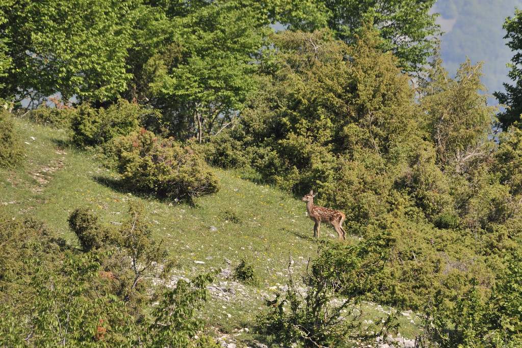 Cuccioli  (fotoracconto)